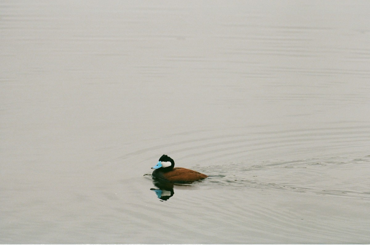 Ruddy Duck - ML637860533