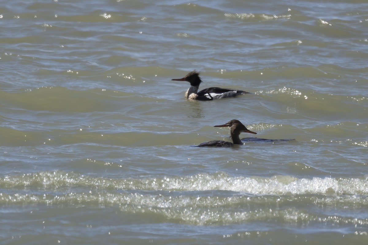 Red-breasted Merganser - ML637860548