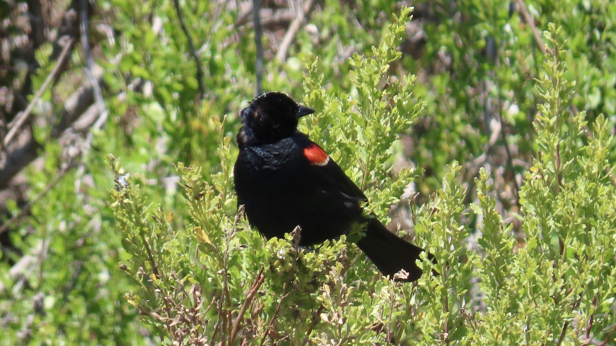 Red-winged Blackbird - ML637860552