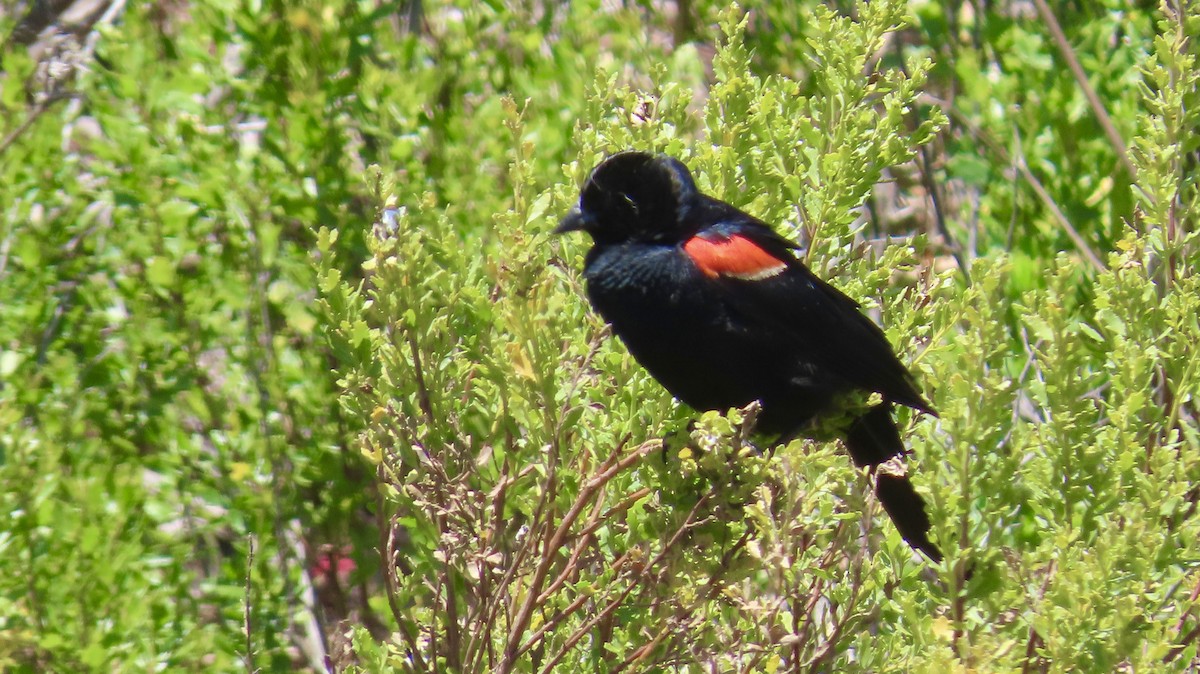 Red-winged Blackbird - ML637860553