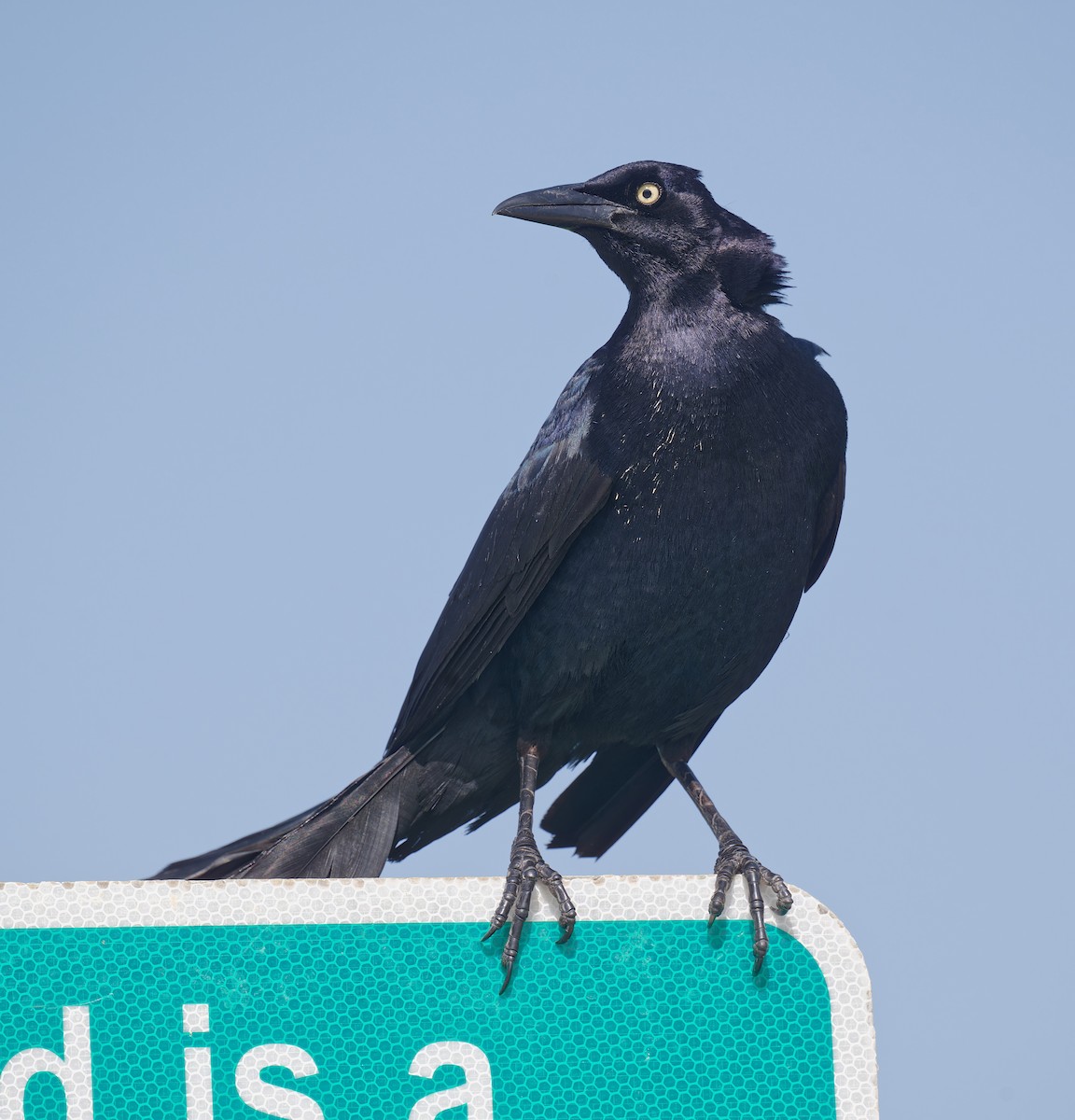 Great-tailed Grackle - ML637860555