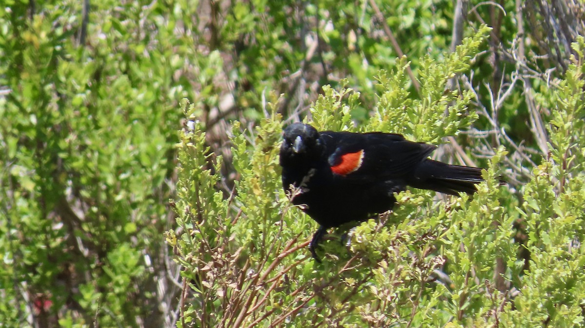 Red-winged Blackbird - ML637860556