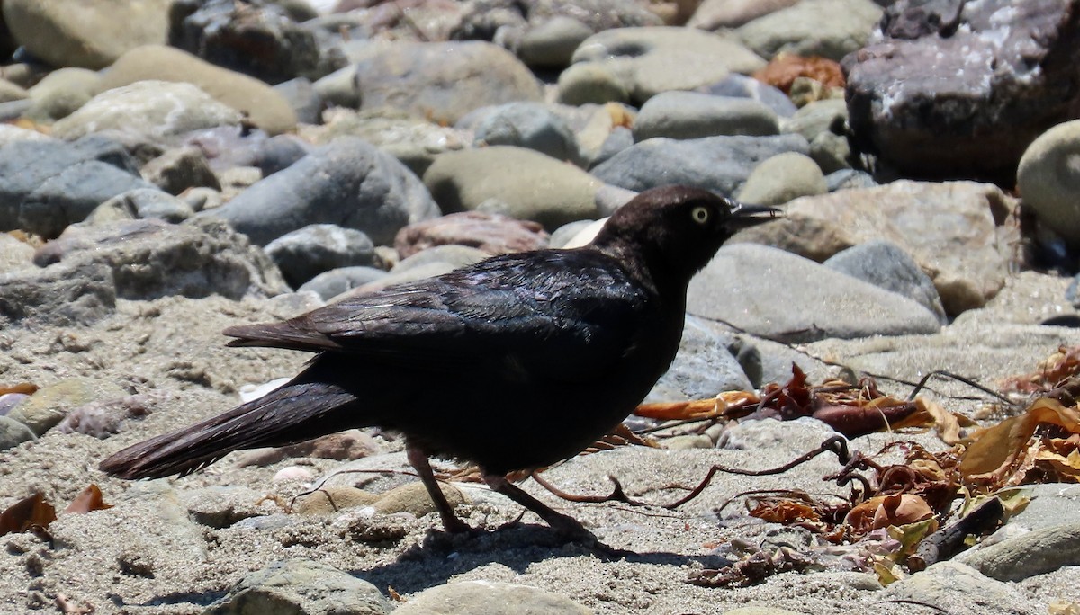 Brewer's Blackbird - ML637860557