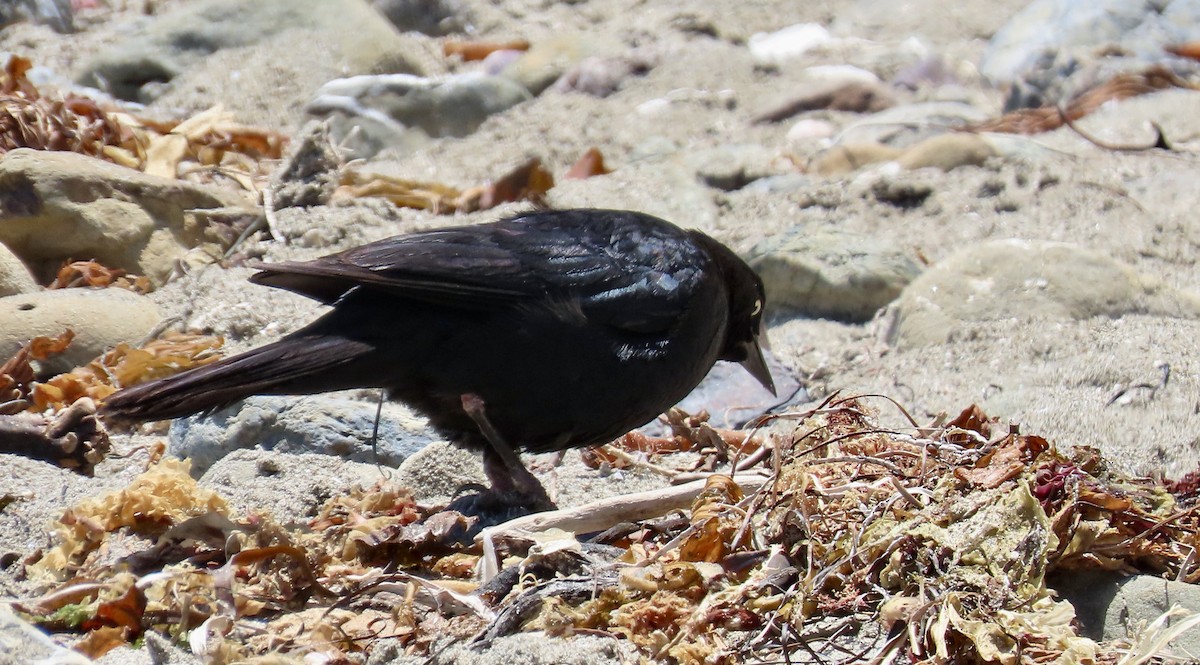 Brewer's Blackbird - ML637860558