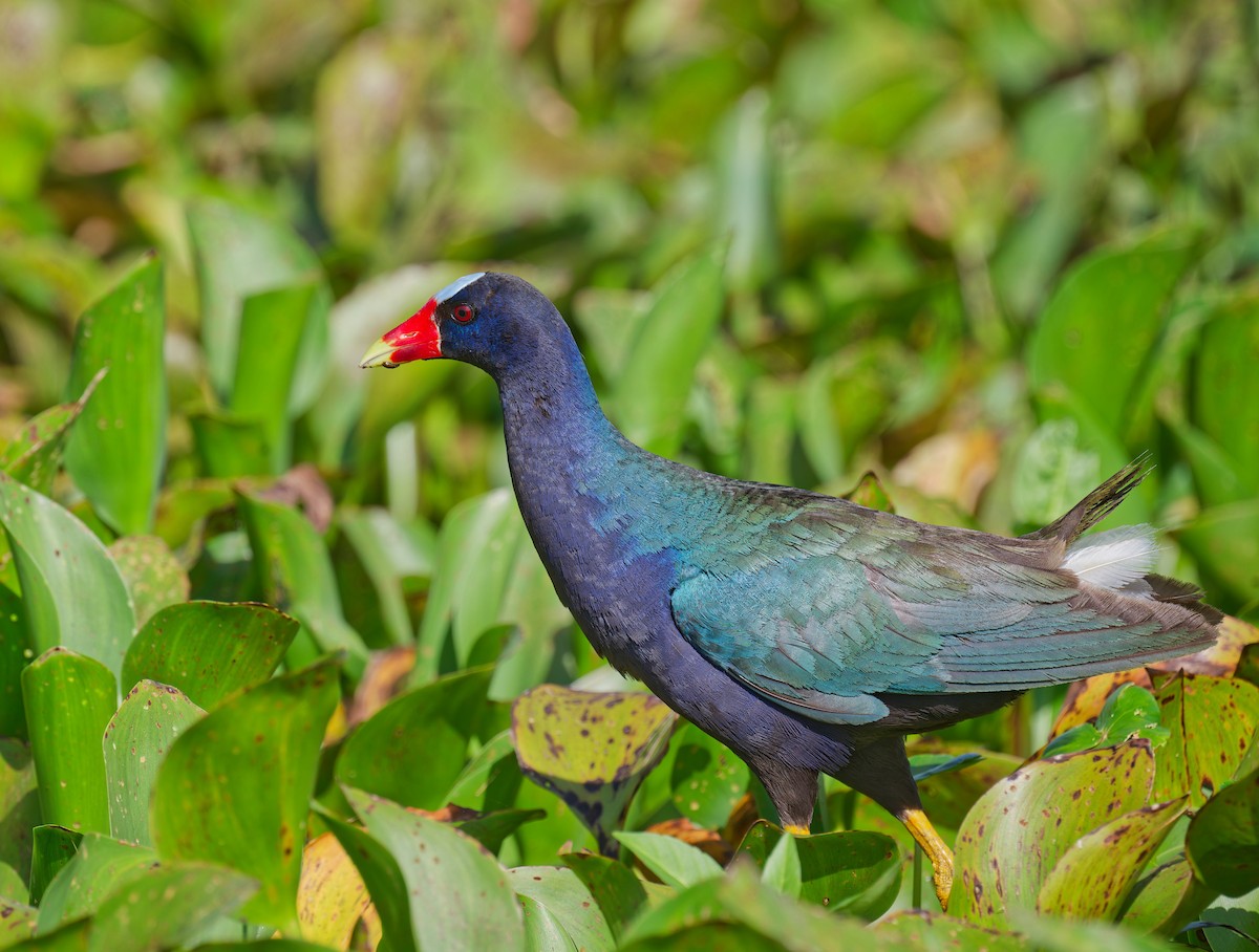Purple Gallinule - ML637860559