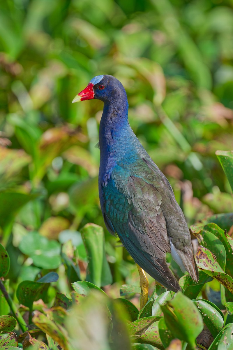 Purple Gallinule - ML637860560