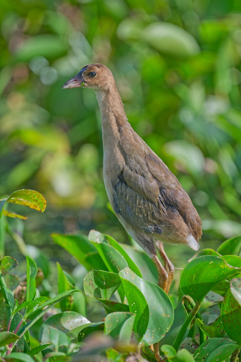 Purple Gallinule - ML637860561