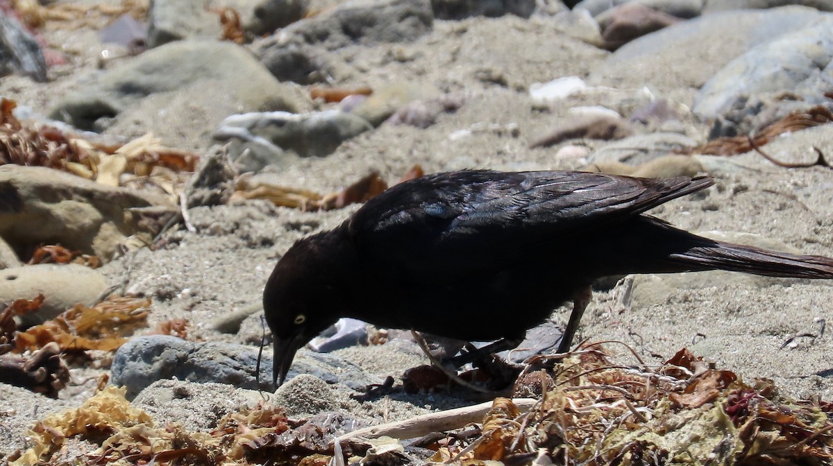 Brewer's Blackbird - ML637860562
