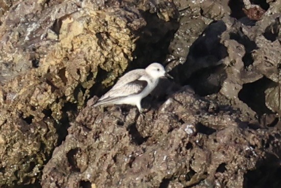三趾濱鷸 - ML637860566