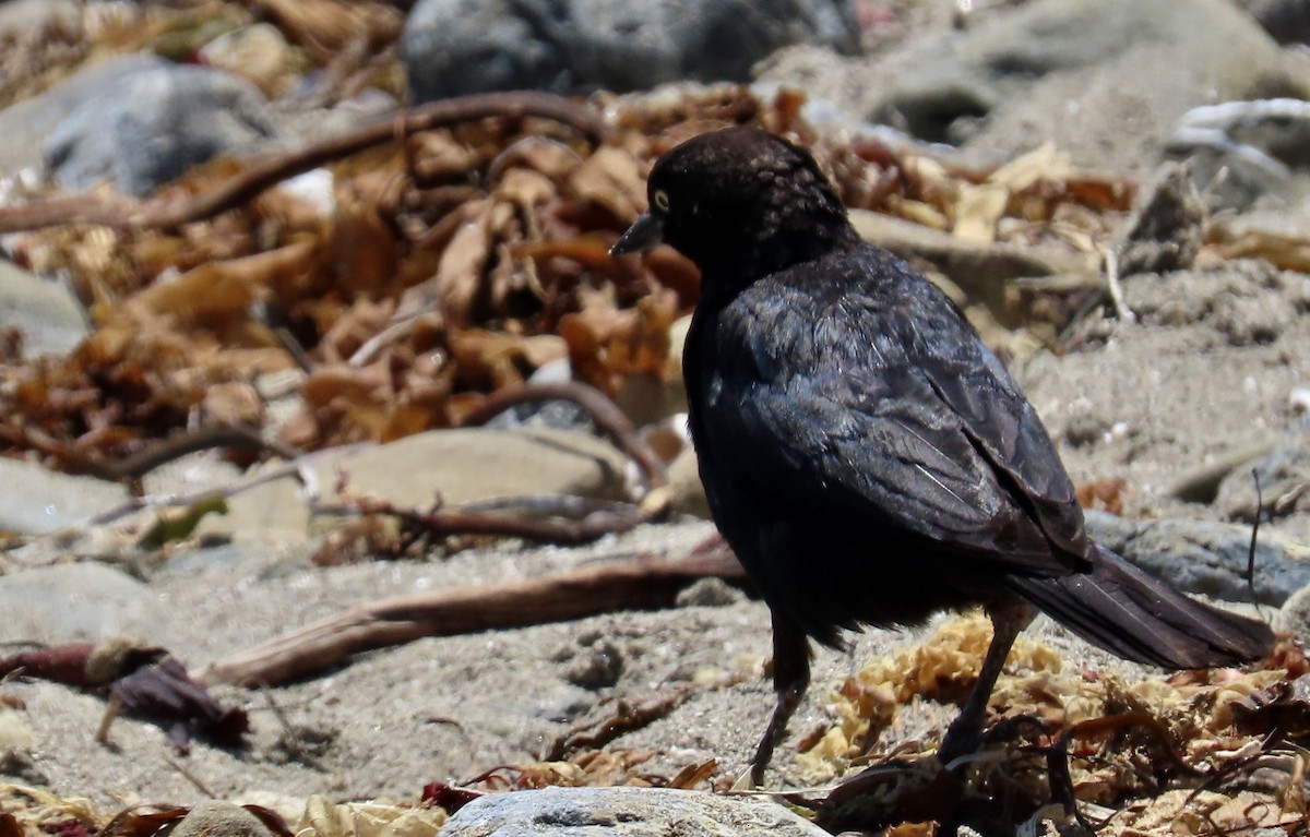 Brewer's Blackbird - ML637860569