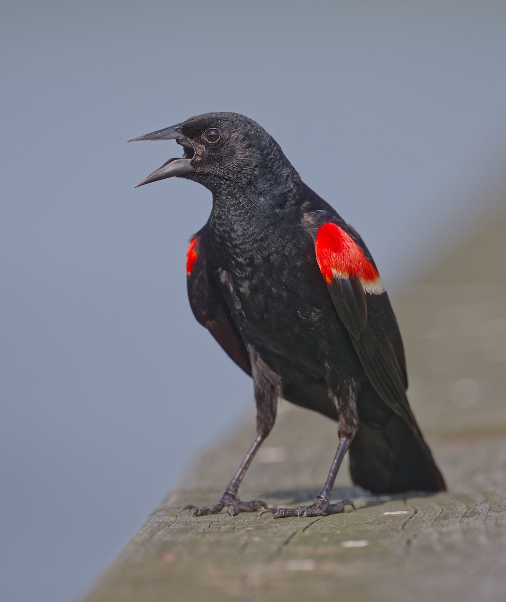 Red-winged Blackbird - ML637860574