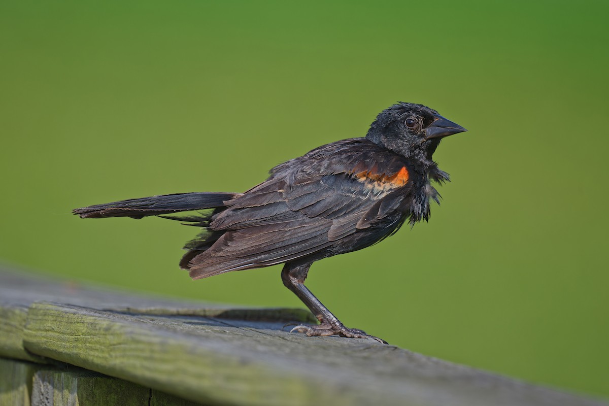 Red-winged Blackbird - ML637860576