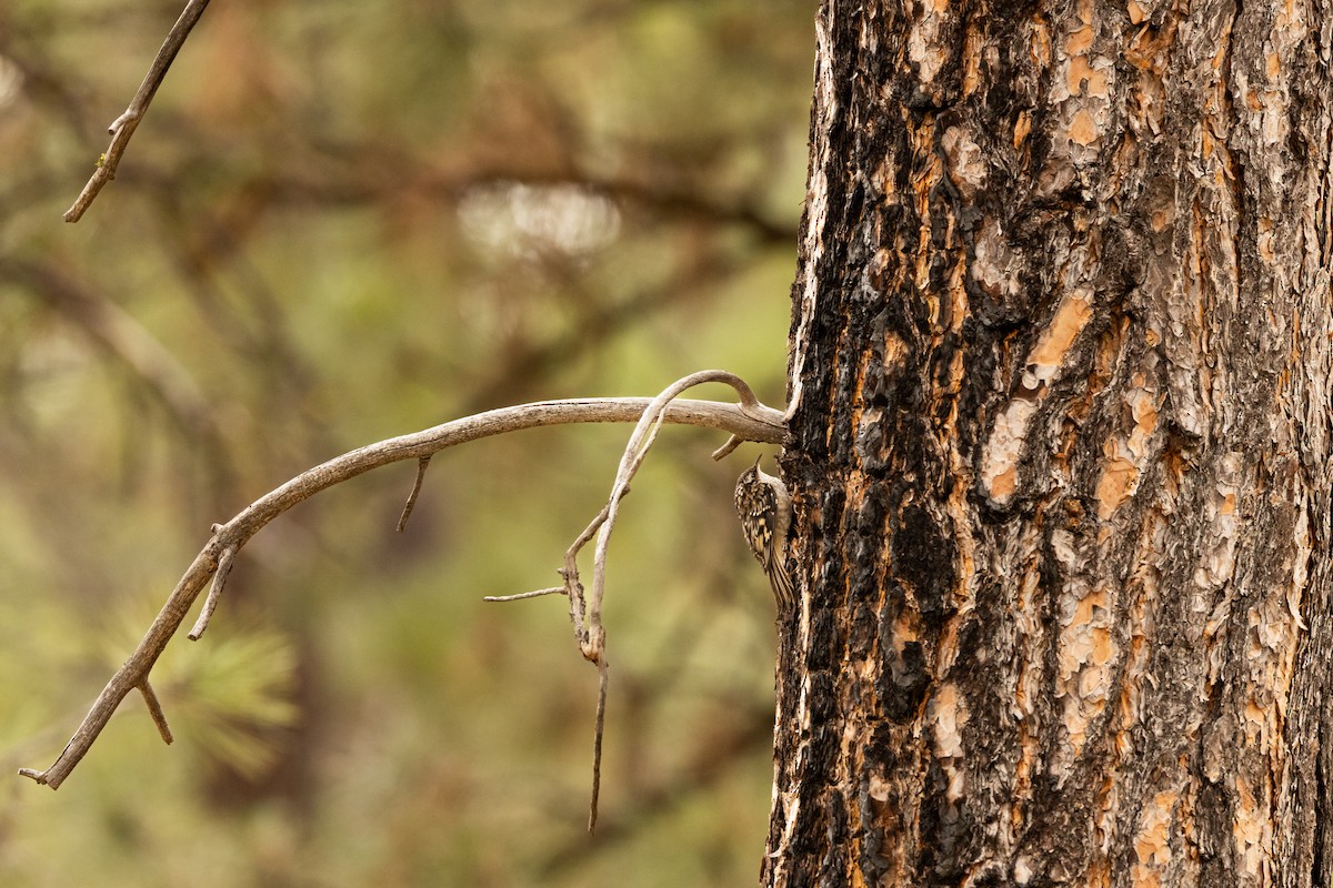 Brown Creeper - ML637860580