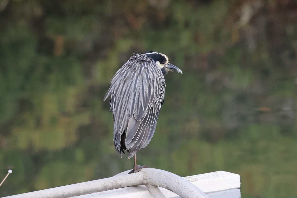 Yellow-crowned Night Heron - ML637860582