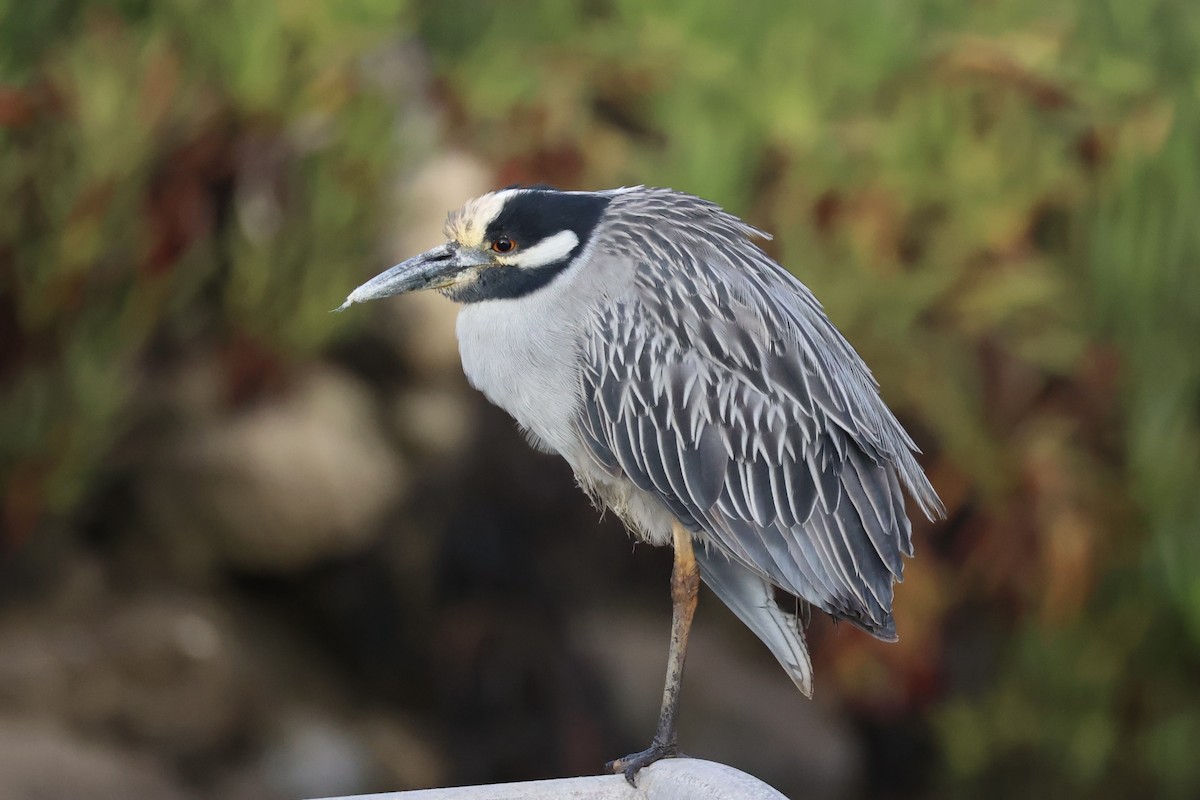 Yellow-crowned Night Heron - ML637860583
