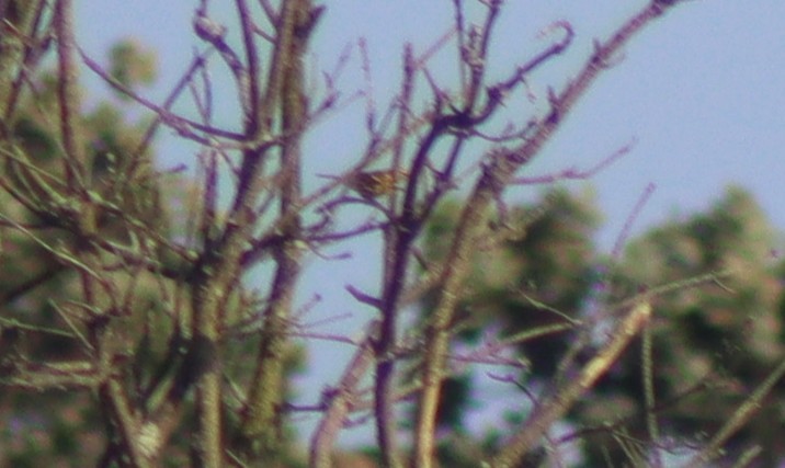new world warbler sp. - ML637860586
