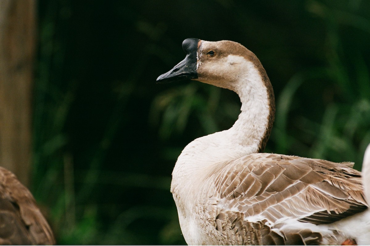 Swan Goose (Domestic type) - ML637860619