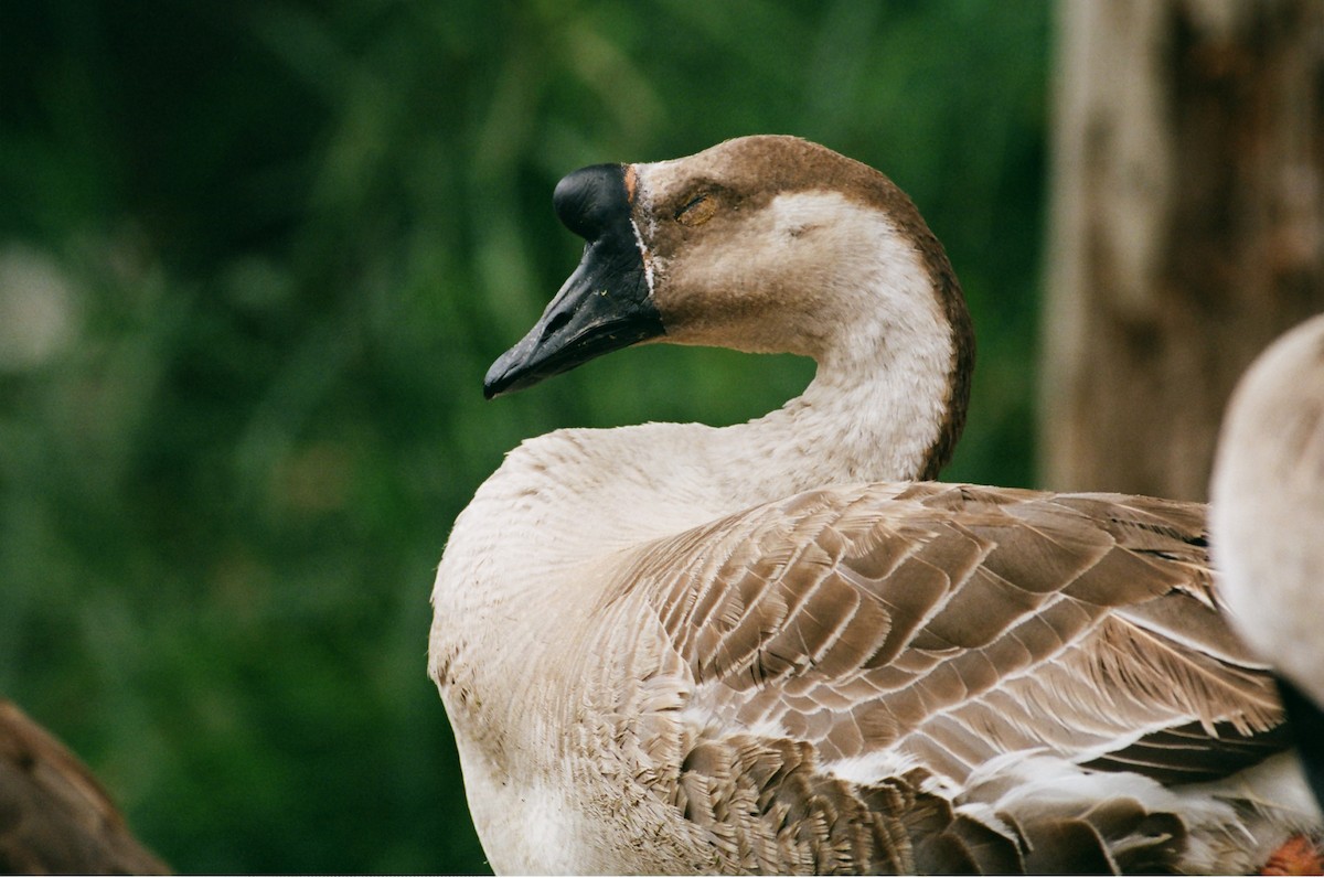 Swan Goose (Domestic type) - ML637860620