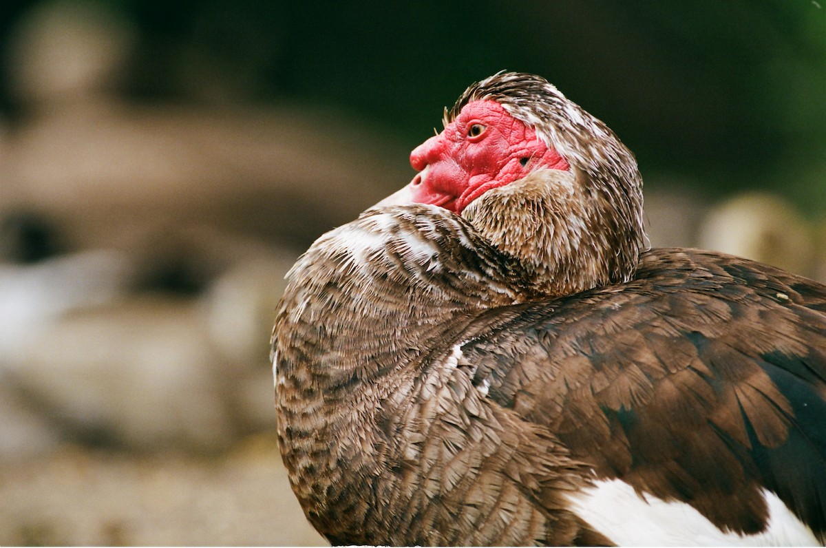 Muscovy Duck (Domestic type) - ML637860627