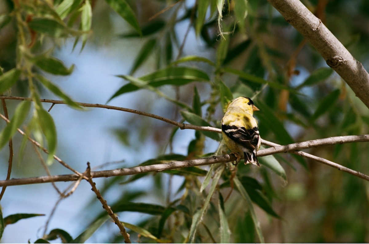 American Goldfinch - ML637860643