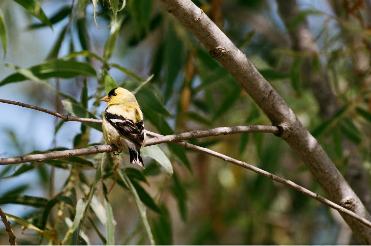 American Goldfinch - ML637860644