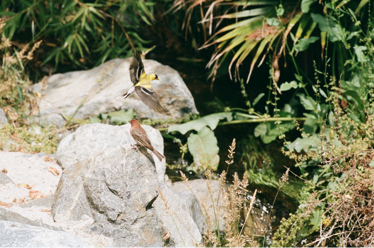 American Goldfinch - ML637860645