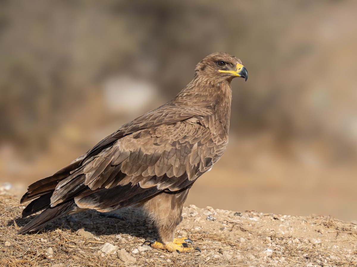 Steppe Eagle - ML637860663