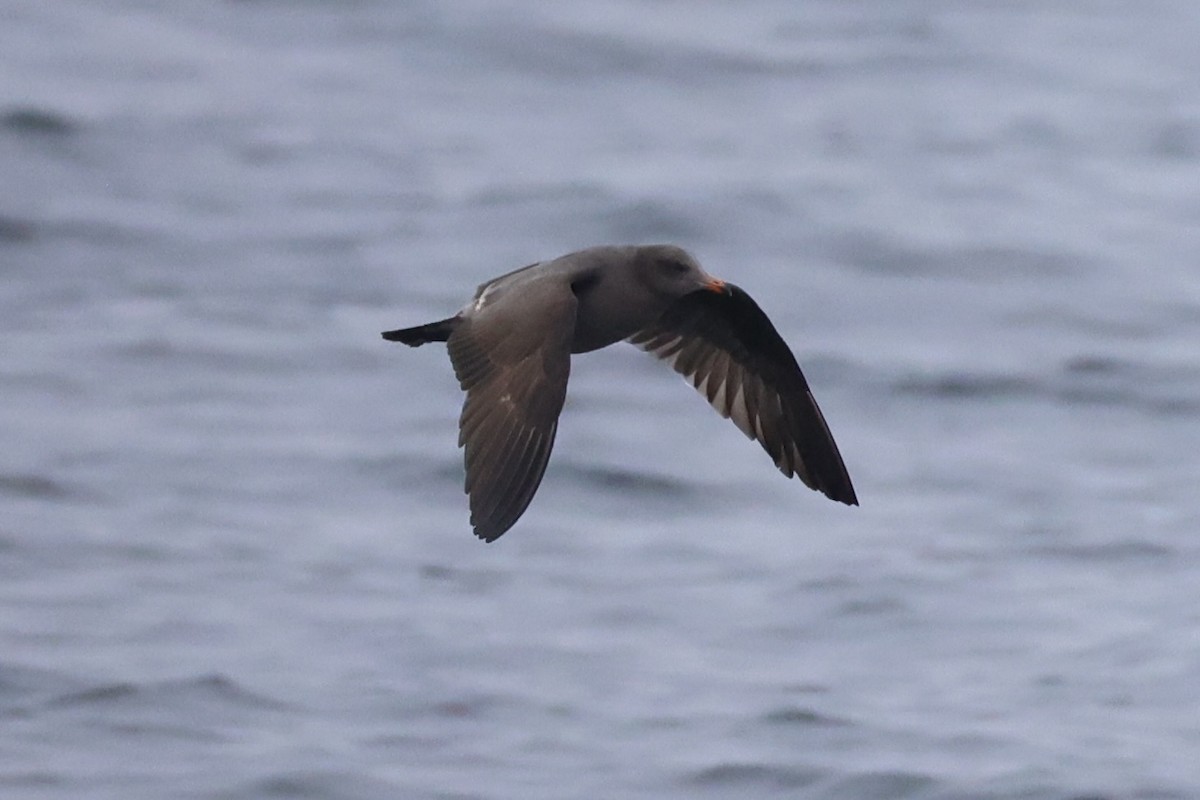 Heermann's Gull - ML637860681