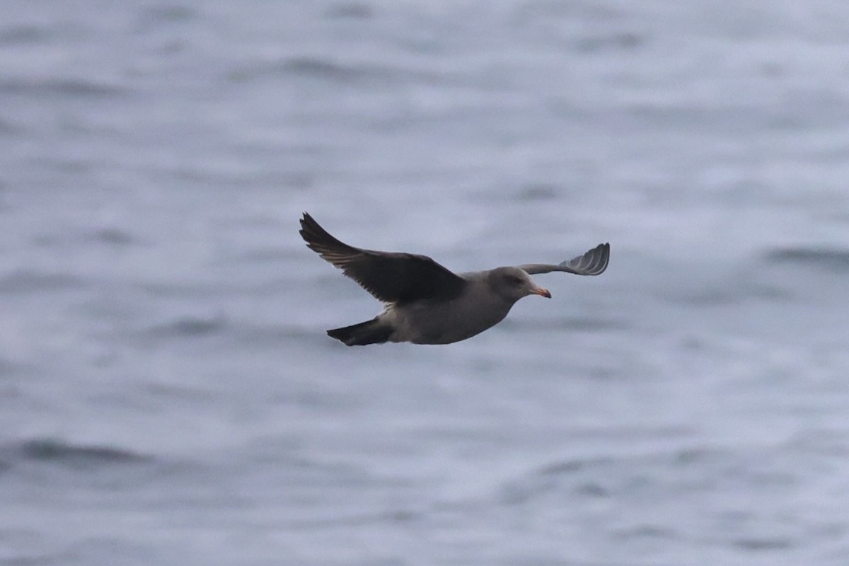 Heermann's Gull - ML637860682