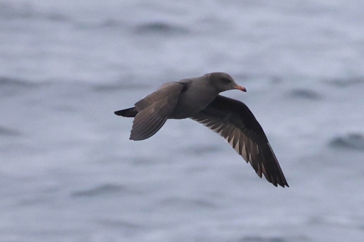 Heermann's Gull - ML637860683