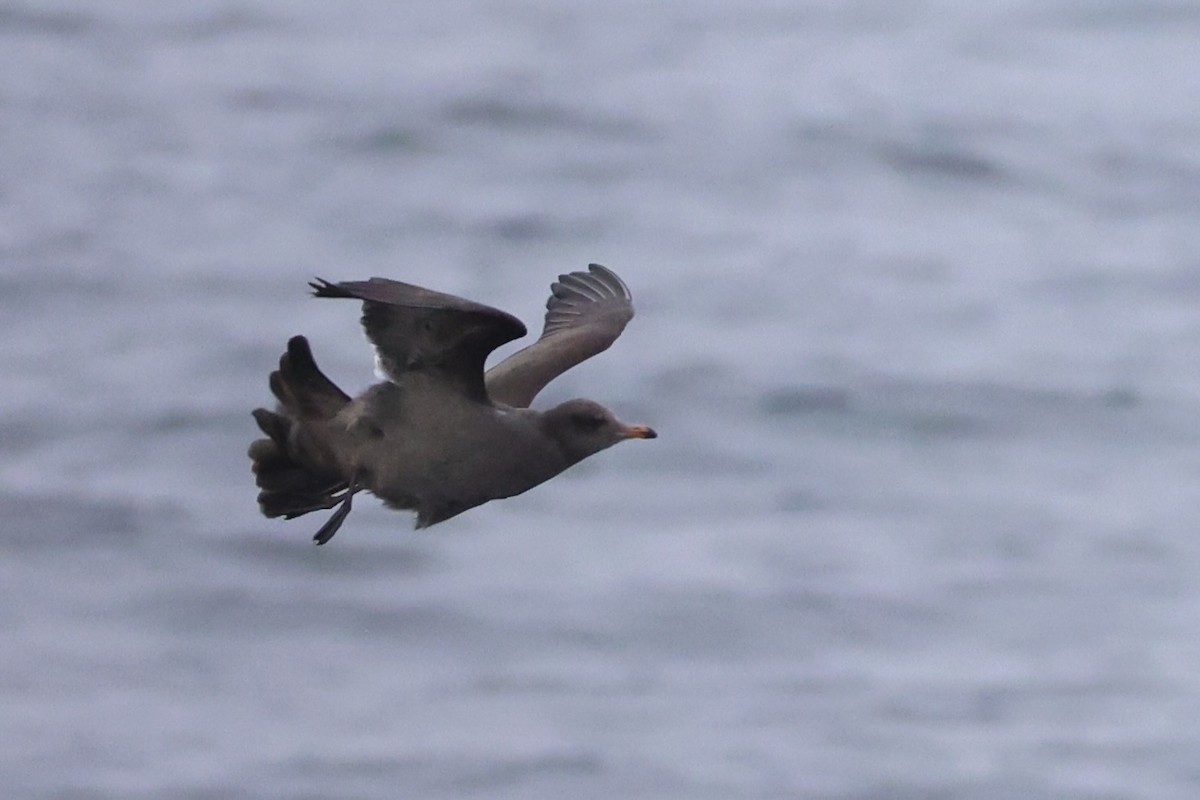 Heermann's Gull - ML637860684