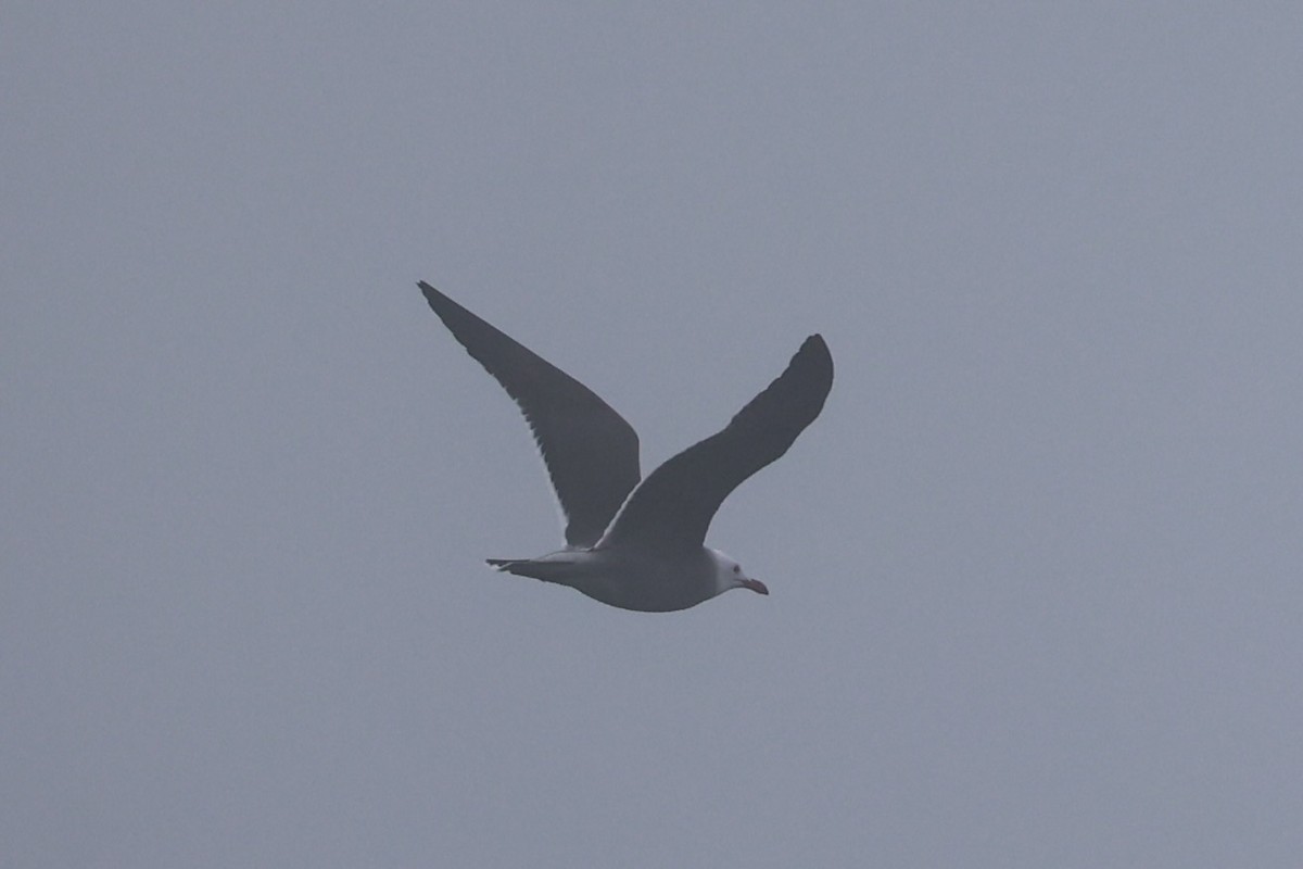 Heermann's Gull - ML637860685