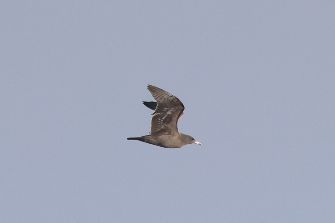 Heermann's Gull - ML637860686