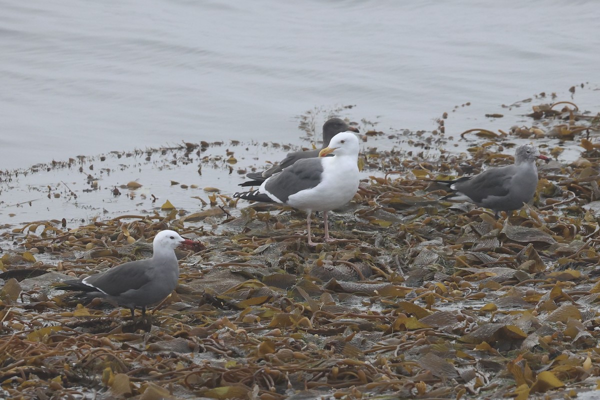 Heermann's Gull - ML637860688