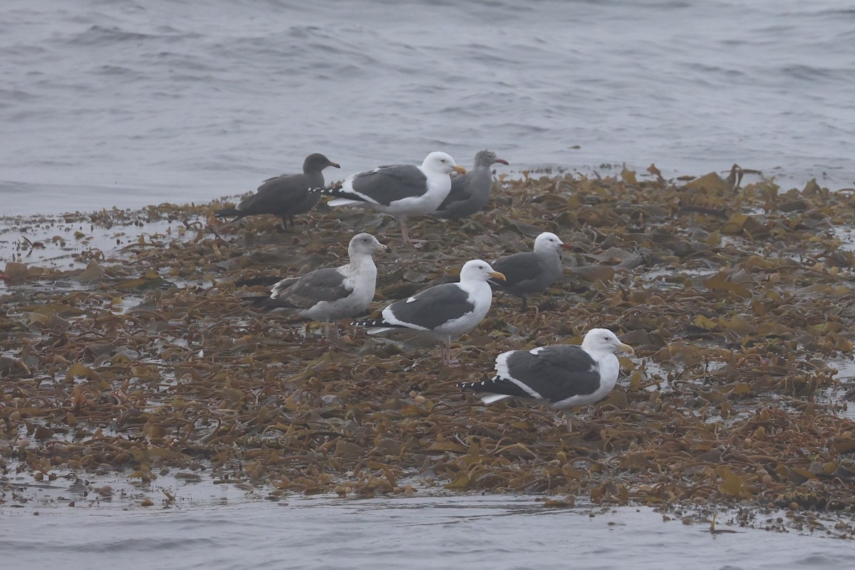 Heermann's Gull - ML637860689