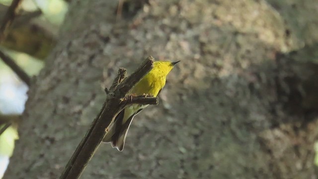 Pine Warbler - ML637860708