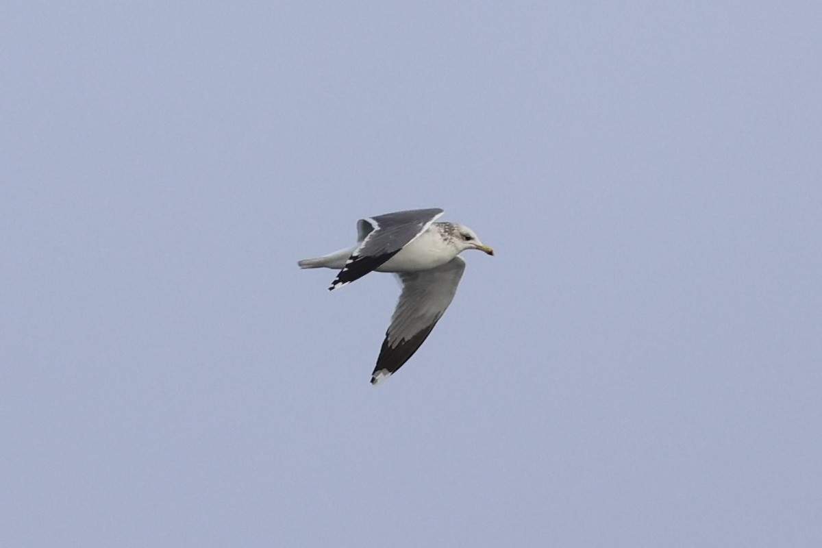 California Gull - ML637860714