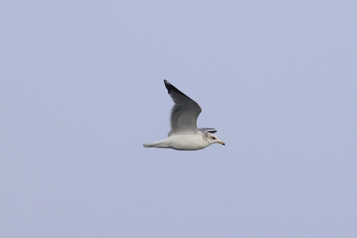 California Gull - ML637860716