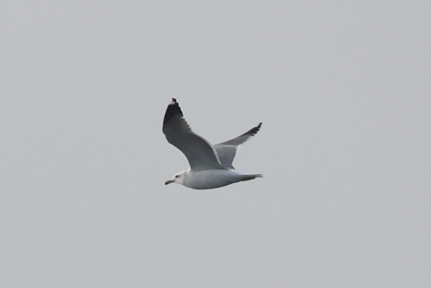 California Gull - ML637860717