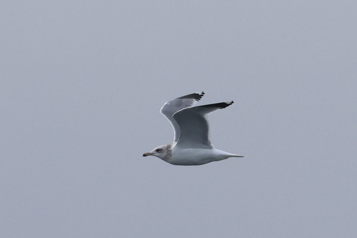 California Gull - ML637860718