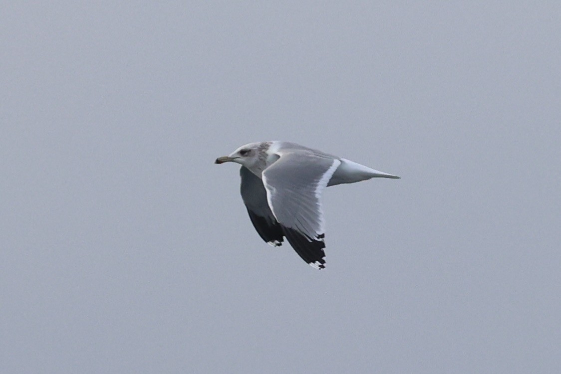 California Gull - ML637860719