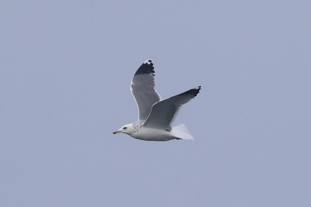 California Gull - ML637860721