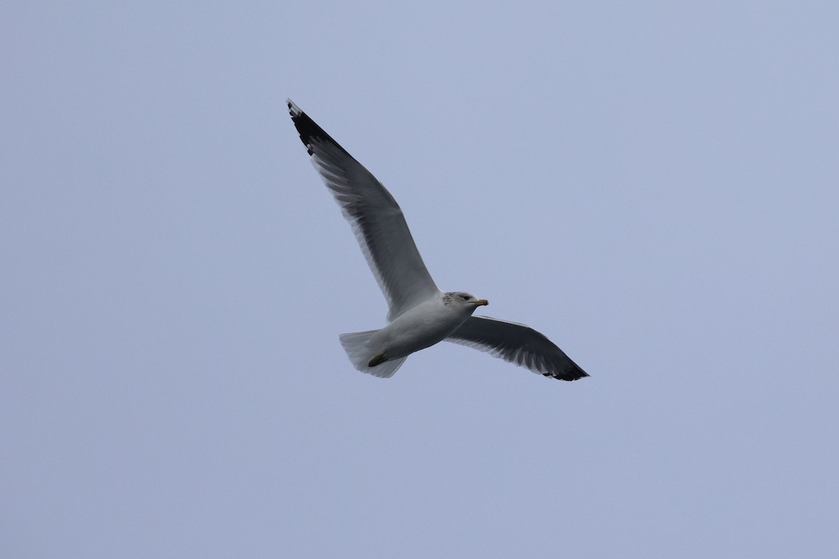 California Gull - ML637860722