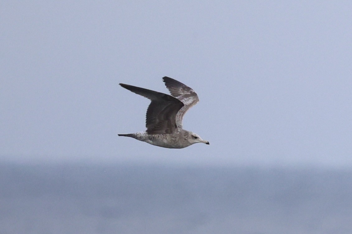 California Gull - ML637860723