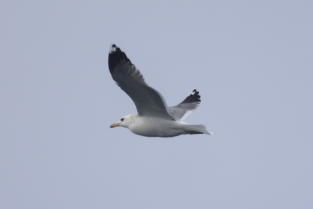 California Gull - ML637860724