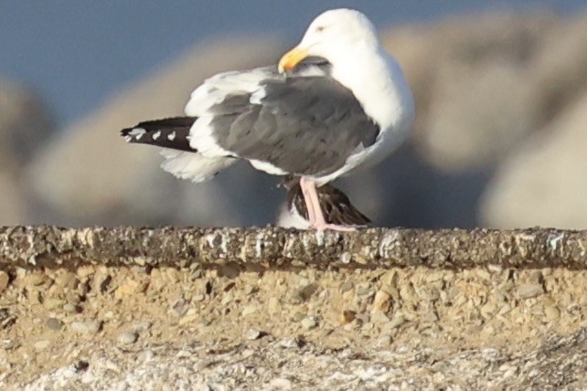 Western Gull - ML637860730