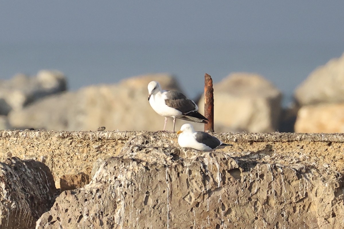 Western Gull - ML637860731