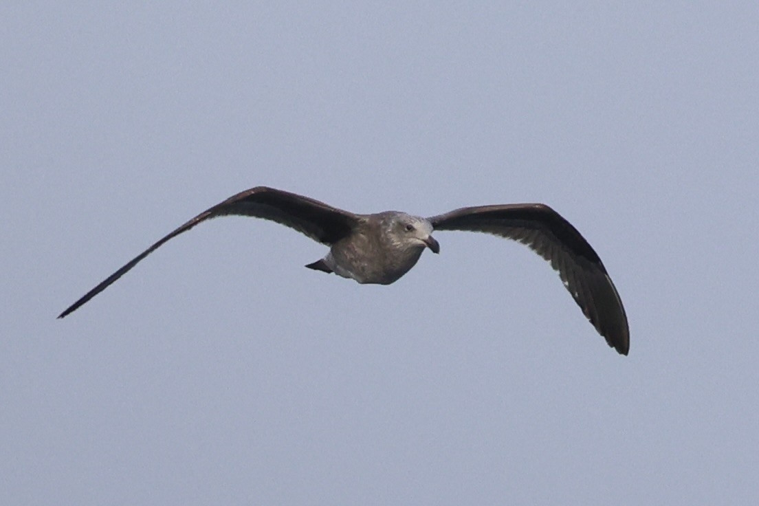 Western Gull - ML637860733