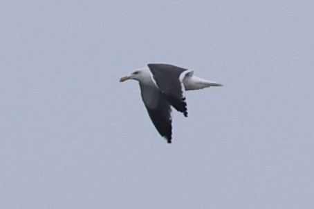 Western Gull - ML637860734