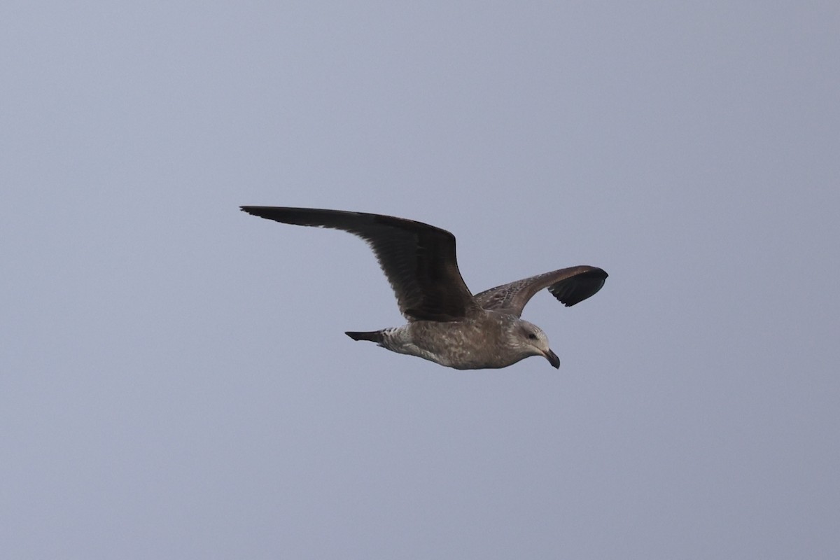 Western Gull - ML637860735